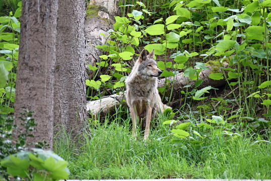 Wolf (Canis lupus) in Tierfreigel�nde.