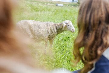 Schafhaltung auf der Versuchsstation Agrarwissenschaften der Universit�t Hohenheim.