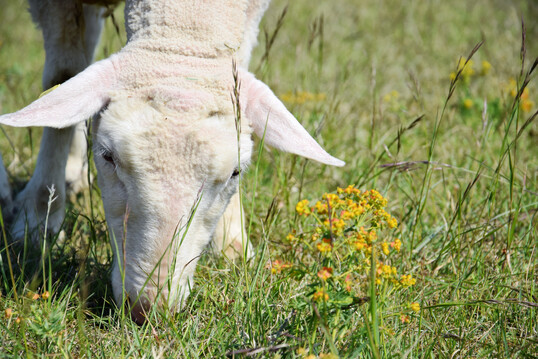 Auch f�r Schafe bildet Gr�nland die Hauptnahrungsquelle.