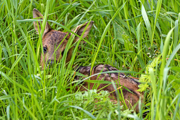 Ein Rehkitz liegt versteckt im Gras.