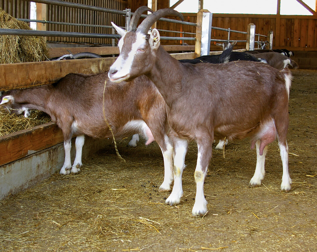 Wiederkäuergerecht füttern, Milchfettgehalt steigern