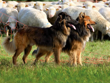 Faszinierend der Arbeitswille, dennoch sind Altdeutsche Htehunde nach wie vor sehr ursprngliche Hunde!