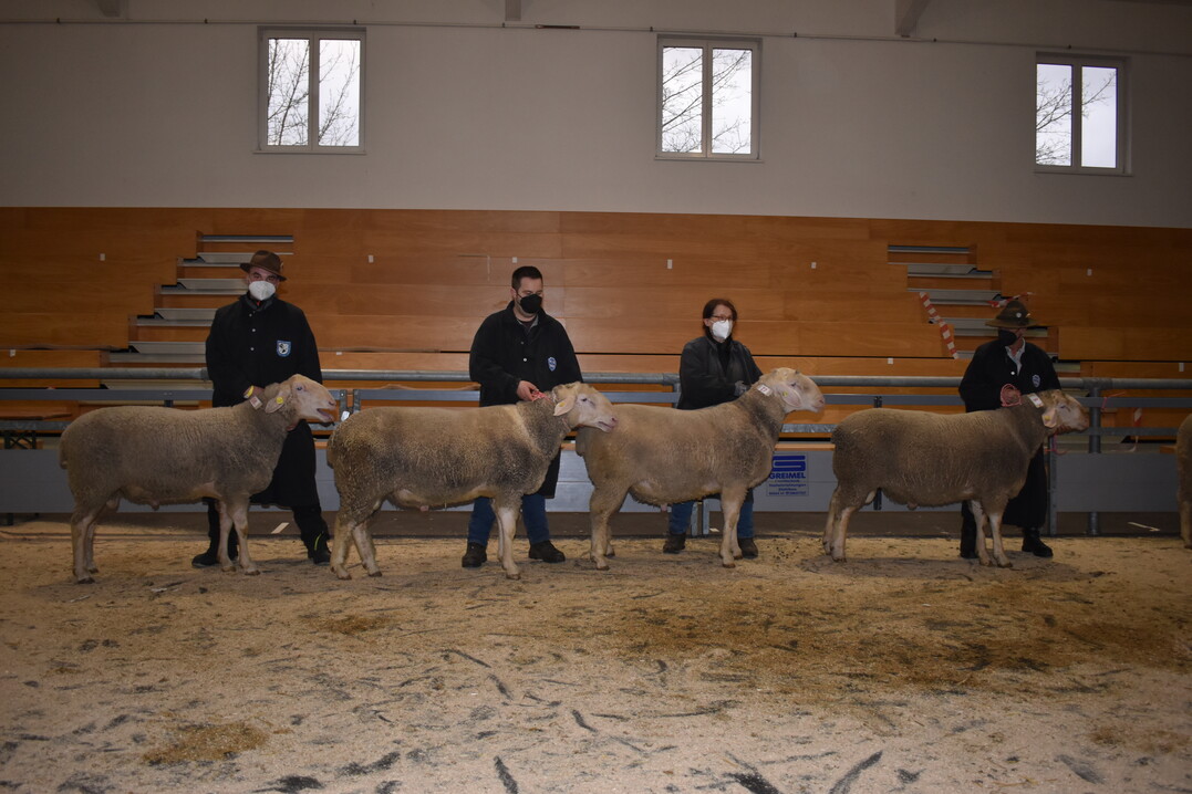 Siegerbcke bei der Merinolandschaf-Elite am 27./28. Januar 2022 in Wertingen.