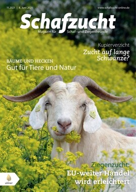 Cover Schafzucht 11/2021