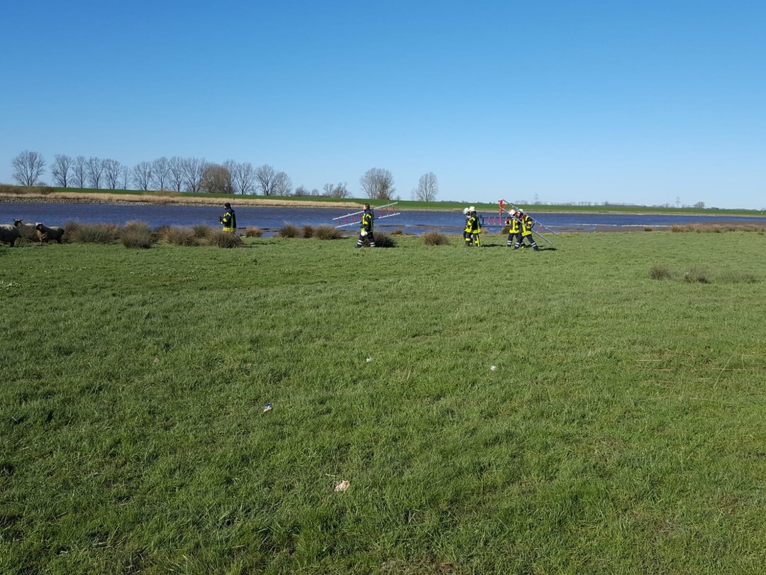 Beim Riss im Emsland steckten zahlreiche Schafe im Schlick der Ems fest. Sie wurden von der Feuerwehr mit Leitern geborgen.