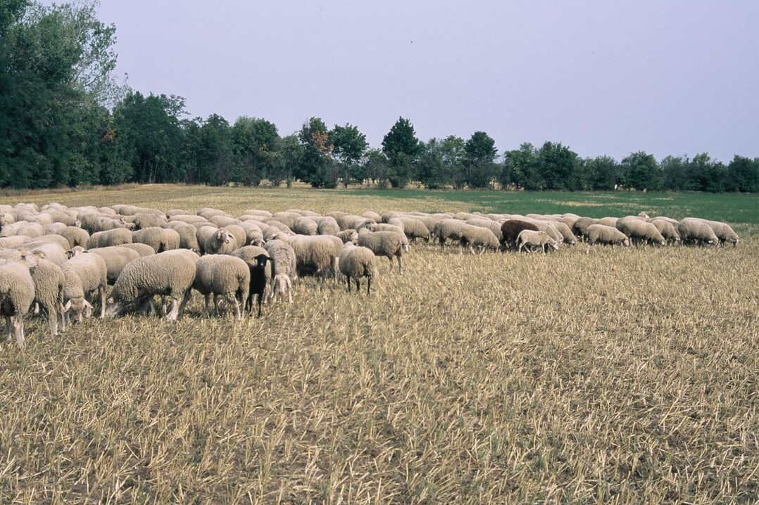Ackerbeweidung mit Mutterschafen der Rasse Merinofleischschaf.