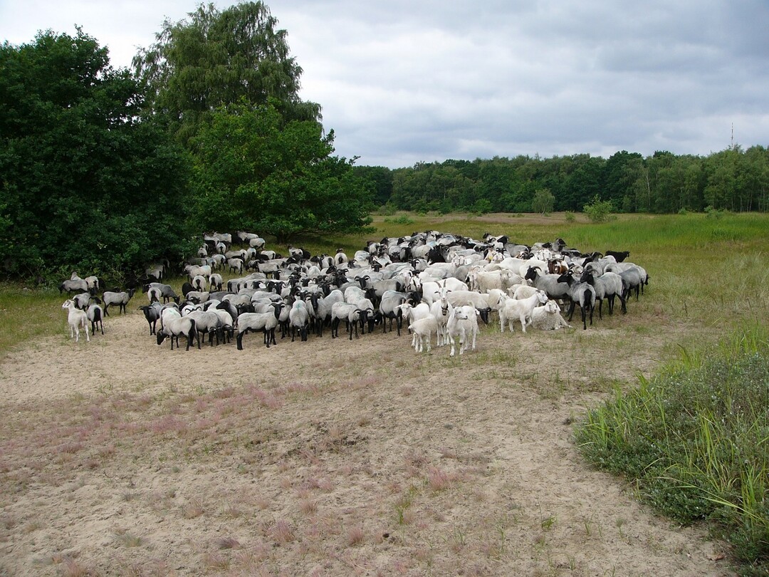 Schafe und Ziegen im Naturschutzgebiet "Boberger Niederung"