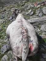 Bei dieser Kuh wird ein Bärenangriff vermutet.