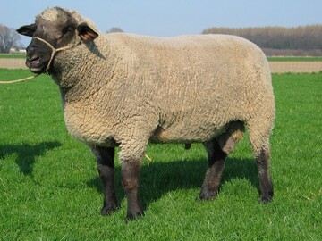 Ein gekrter Jhrlingsbock der Rasse Schwarzkpfiges Fleischschaf aus der Zucht Hibbeln in Dortmund.