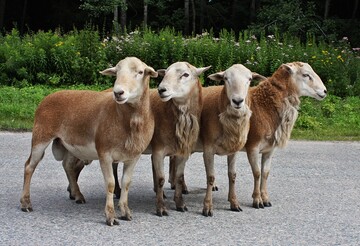 Bockgruppe des Braunen Haarschafes.