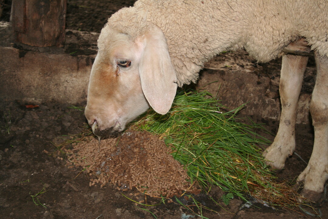 Blauzungenkrankheit beim Schaf.