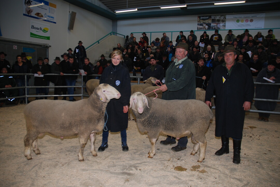 Klemens Ross (r.) krte den Merinobock von Anton Knig (Mitte) vor dem Bock von Barbara Plabst zum Champion (l.).