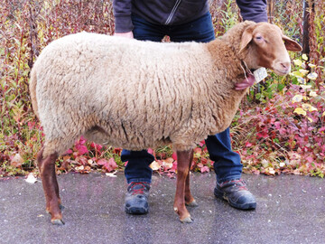  Miss Bayern der Landschafe: das Coburger Fuchsschaf von Siegfried Brunner. 