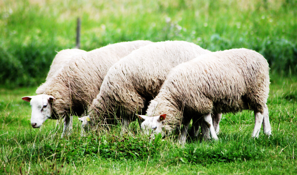 Wieso ist Lammfleisch so teuer?