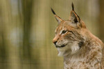 Luchs