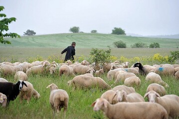 Die Weidetierhaltung ist ein unerlsslicher Bestandteil fr Biodiversitt, Klimaschutz und Tierwohl.