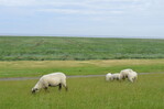 Schafe sorgen für Deich- und Küstenschutz.