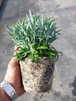 Dianthus caryophyllus torffrei kultiviert