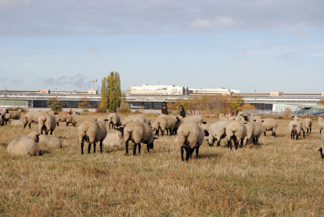 Schafe auf dem Tempelhofer Feld, Oktober 2018