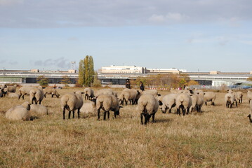 Schafe auf dem Tempelhofer Feld, Oktober 2018