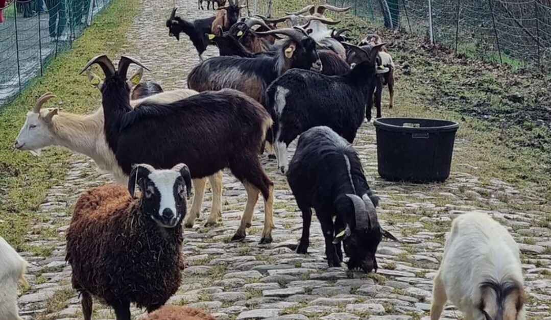 Ziegen grasen aktuell auf dem Kopfsteinpflaster.