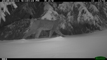 Eine Kamerafalle lieferte den Beweis: Der Luchs ist in den Thringer Wald zurckgekehrt.
