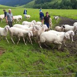 98 verbliebene Schafe wurden von der Roßwildalm ins Tal getrieben.
Betroffen sind fünf Betriebe. Die Tiere weiden jetzt auf den Heimflächen, was langfristig keine Lösung sein kann.
