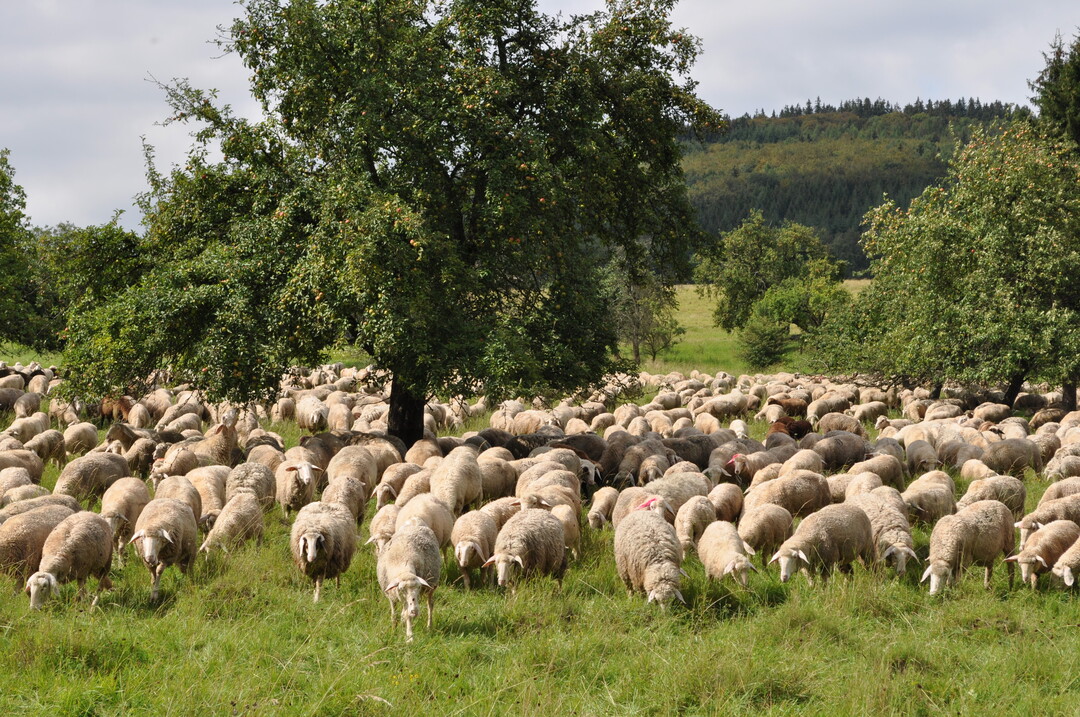 Herde in der Landschaftspflege  