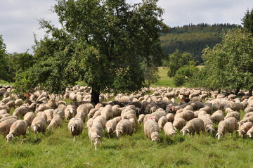 Herde in der Landschaftspflege 