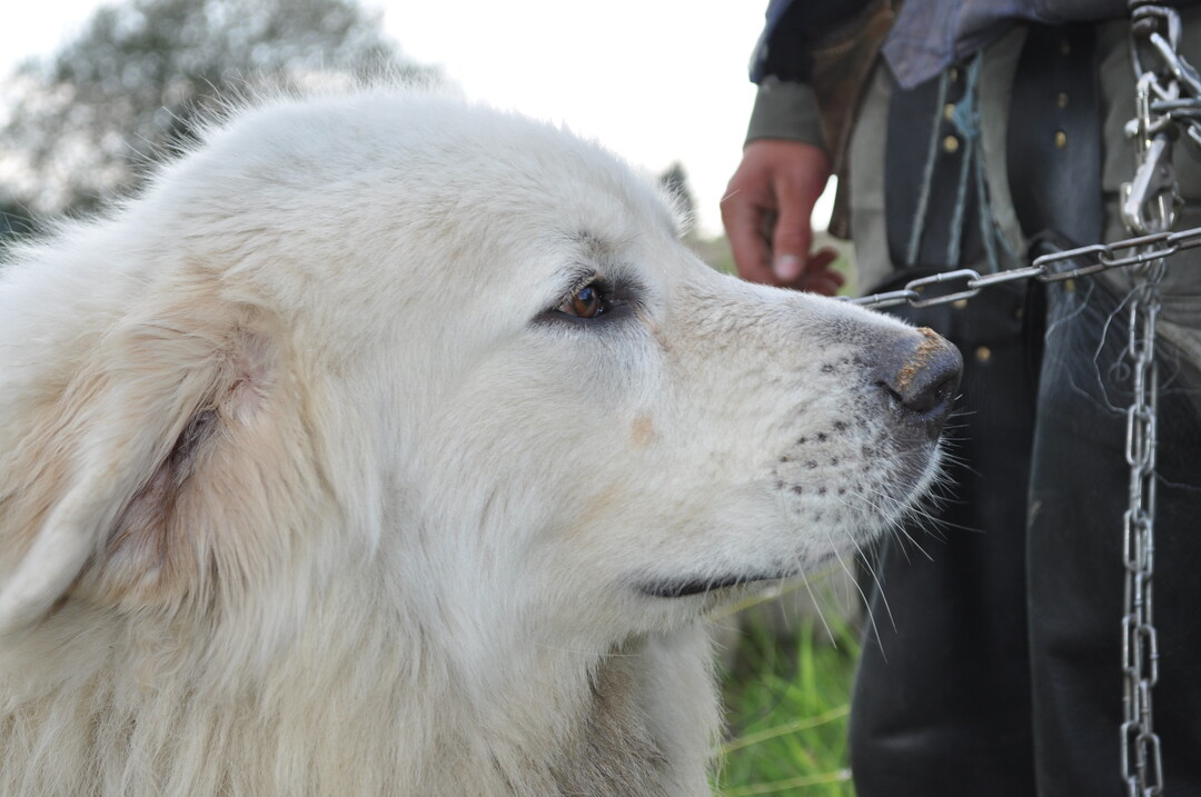 Herdenschutzhund im Einsatz