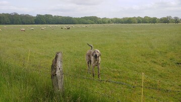 Die Herdenschutzhunde der Rasse Spanischer Mastiff schtzen die im Haselnner Wacholderhain weidenden Schafe vor Wolfsangriffen und -rissen.