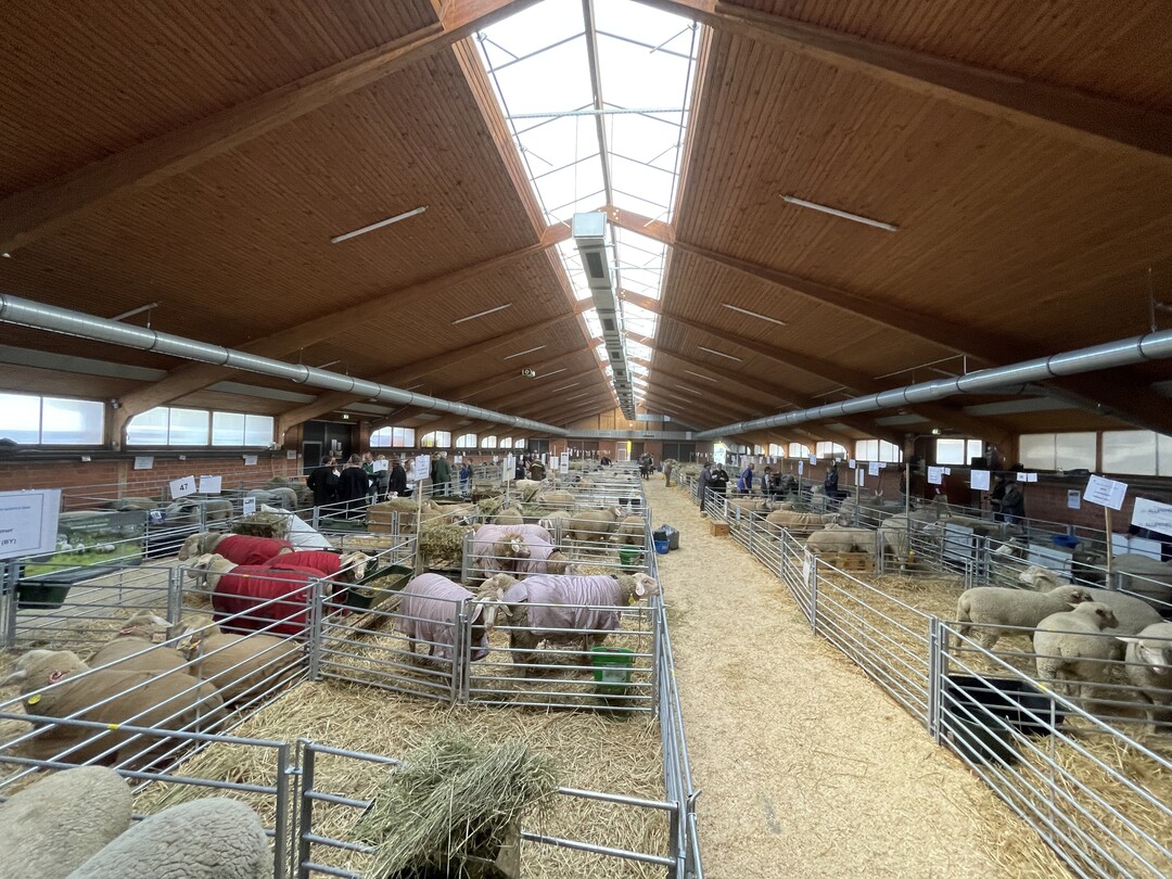 Warten auf den Auftritt - die Hessenhalle in Alsfeld war der perfekte Veranstaltungsort fr diese Bundesschau.