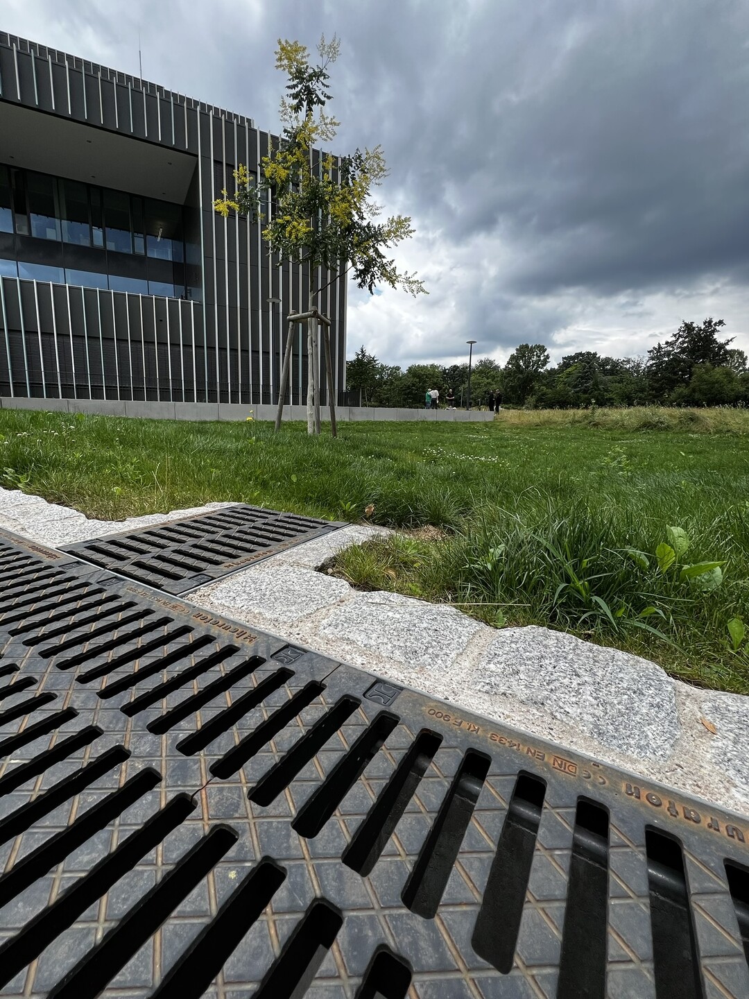 Gereinigtes Regenwasser für gesundes Stadtgrün