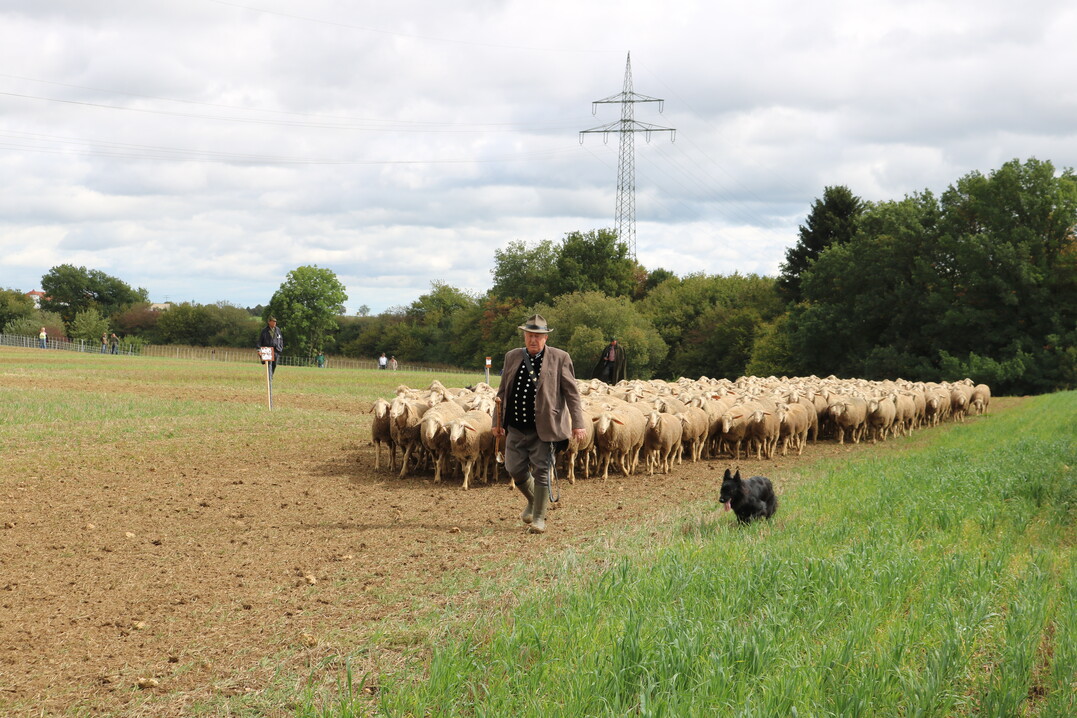 Klaus Dieter Knoll fhrte mit seinem Haupthund Fenja und seinem Beihund Hexe die Herde souvern und gewann verdient die Goldene Schippe. 