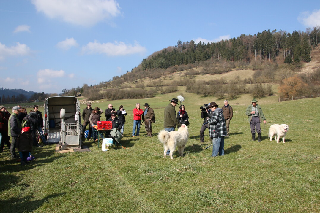 Bei der 1. Zertifizierungsprüfung für Herdenschutzhunde in Baden-Württemberg wurden acht Hunde geprüft.