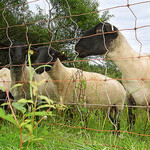 Er ist zwar schnell aufgebaut, aber funktioniert Ihr Zaun auch?