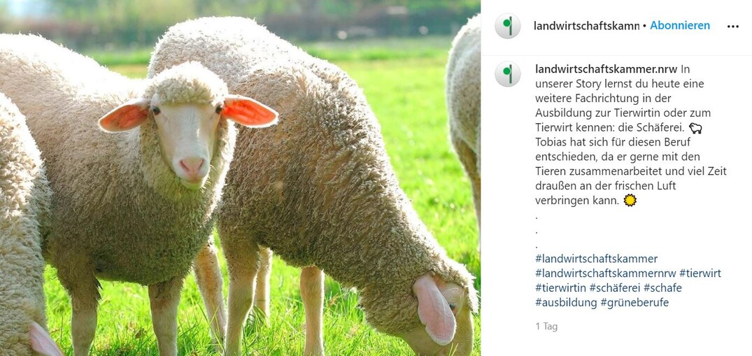 Die Landwirtschaftskammer NRW informiert auf Instagram über die Ausbildung zum Schäfer.