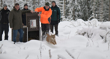 Luchs-Auswilderung in Baden-Wrttemberg.