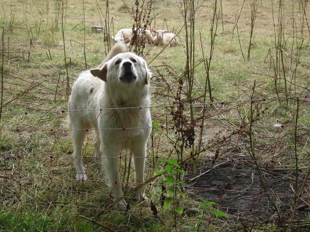 Maremmano-Herdenschutzhund