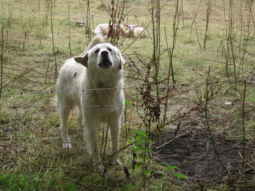 Maremmano-Herdenschutzhund