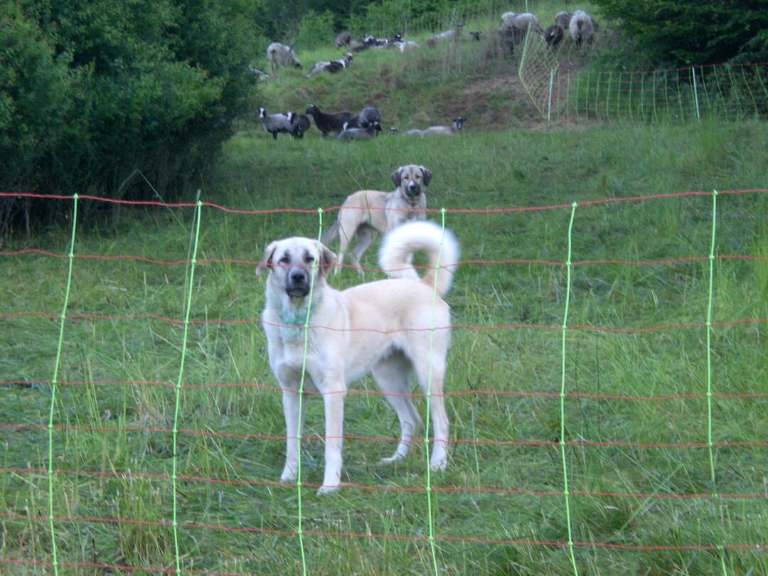 „Herdenschutzhunde sind kein Allheilmittel“, betont Schäfer Peter Schirmer, aber er bereut die Anschaffung nicht.