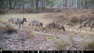 Der Anblick eines Wolfs in freier Wildbahn, wie auf diesem Bild aus einer Wildtierkamera der Forschenden, erzeugt die unterschiedlichsten Reaktionen. Die Nachwuchsforschungsgruppe um Hannes Koenig (ZALF) untersucht, wie Konflikte zwischen dem Menschen und Wildtieren minimiert werden knnen