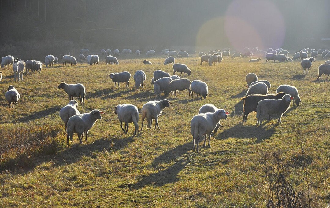 Natura-2000-Landwirte ausgezeichnet  