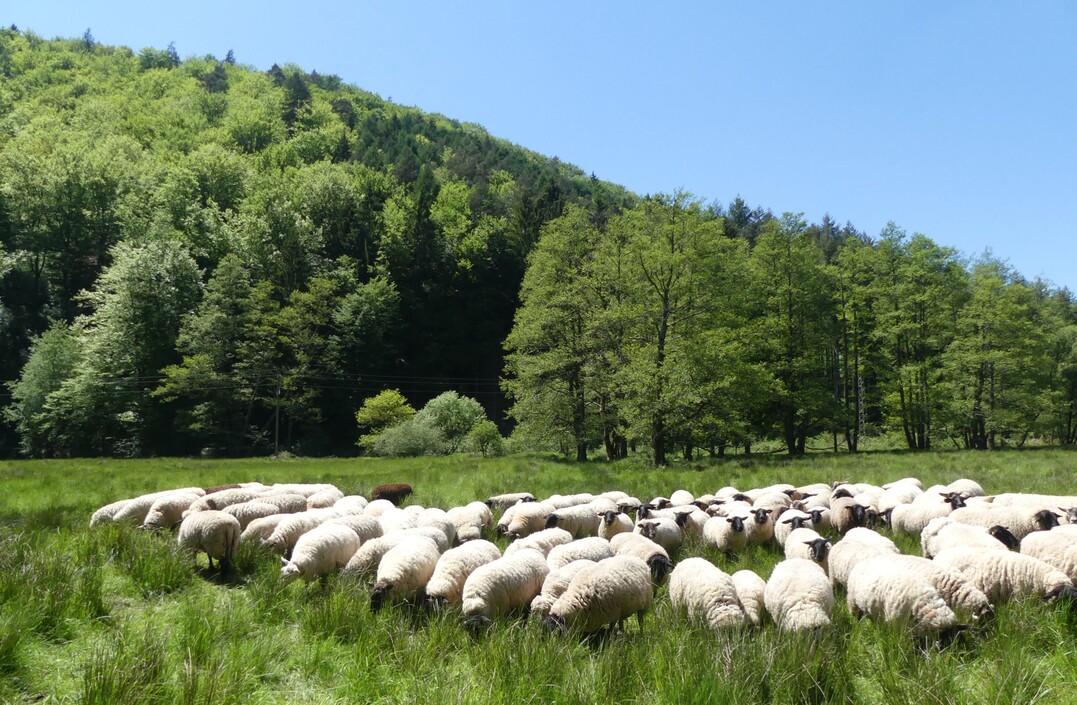 Weidende Schafe bei Bobenthal - sie transportieren Samen und kleine Tiere in ihrem Fell und vernetzen dadurch Biotope