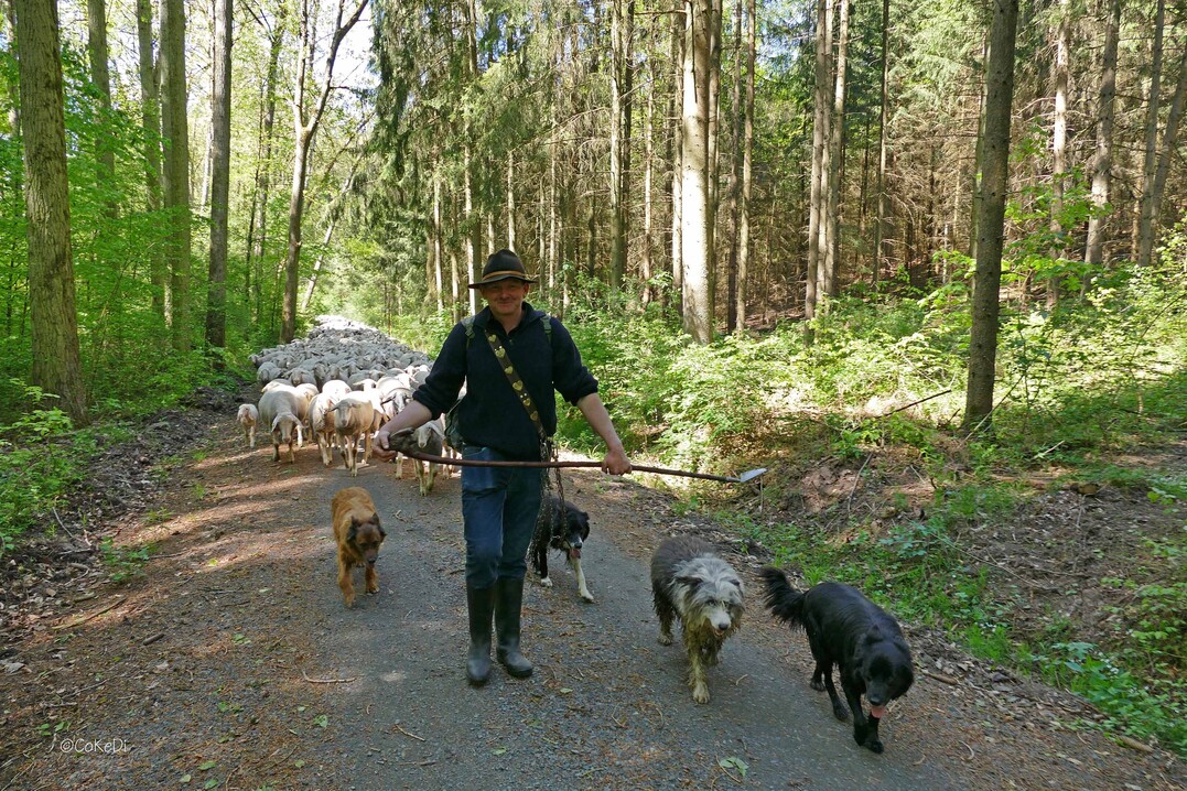 Mike Kieslich hütet zahlreiche Flächen am "Grünen Band" in Thüringen.