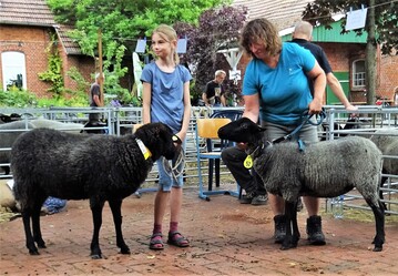 Jana Bendig (li.) siegte mit "Mimi" bei den weiblichen Jhrlingsschafen und setzte sich gegen die Reservesiegerin aus der Zucht Supthut durch.