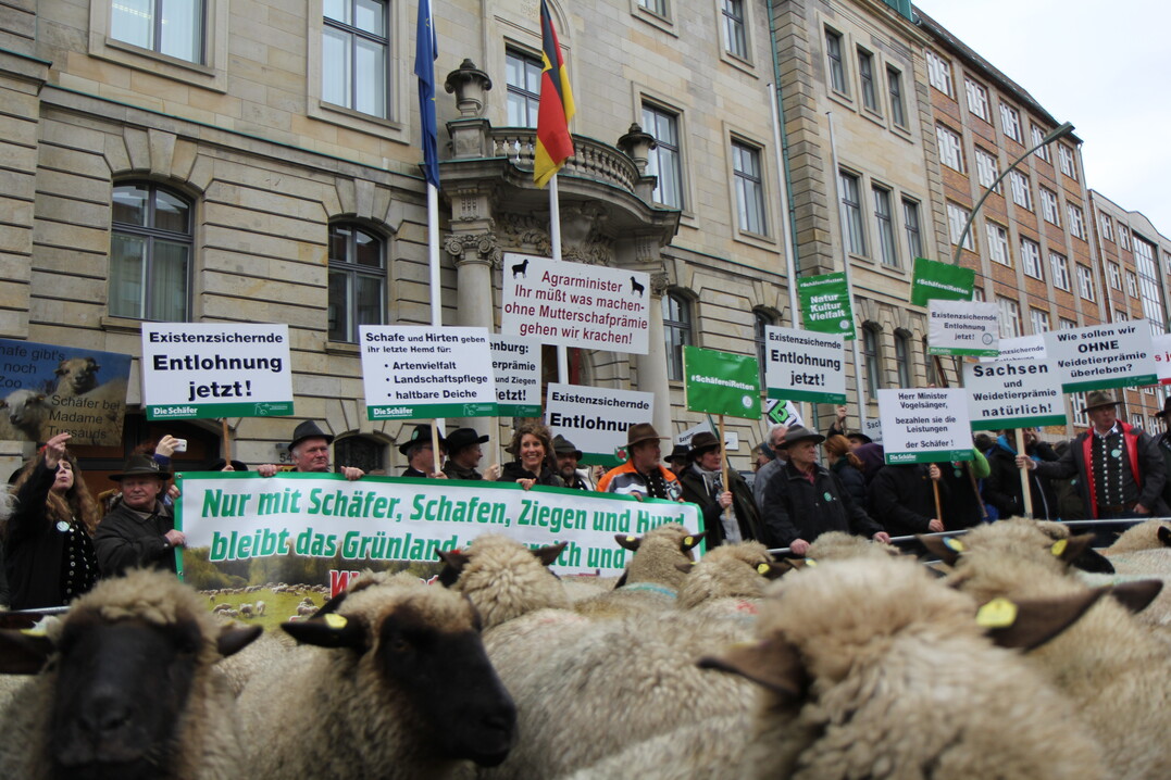 Schafe und Schäfer demonstrieren am 13. März 2018 vor dem Landwirtschaftsministerium für die Weidetierprämie.