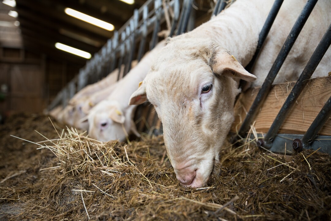 In Niedersachsen gibt es rund 11.000 Schafhaltungen. Das Bild zeigt Leineschafe in einem Stall des Landwirtschaftlichen Bildungszentrums der LWK in Echem (Kreis Lneburg). 