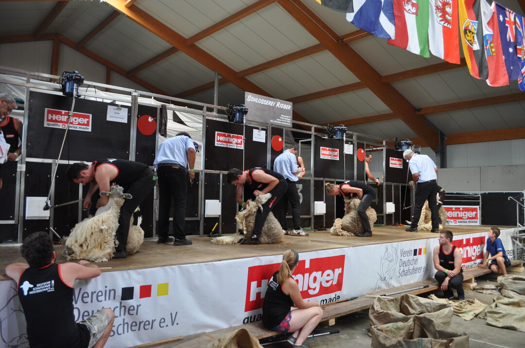 Spannendes Finale bei der Deutschen Schafschurmeisterschaft 2019.