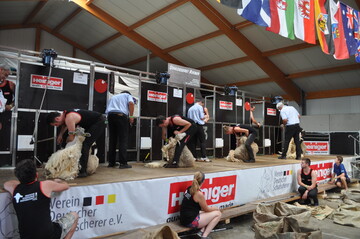Spannendes Finale bei der Deutschen Schafschurmeisterschaft 2019.